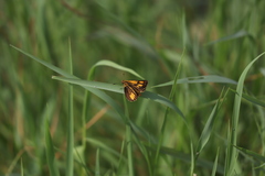 Ampittia dioscorides