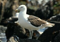 Larus dominicanus