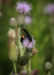 Stizoides renicinctus