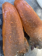 Aplidium conicum