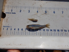 Notropis dorsalis