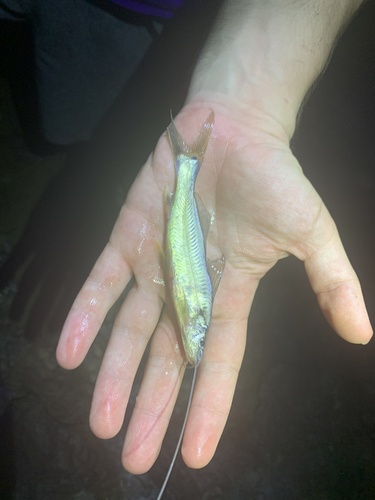 Flathead longwhisker catfish (Megalonema platycephalum) — Pimelodidae