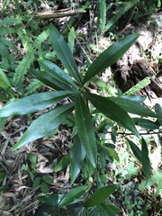 Daphne kiusiana