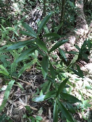 Daphne kiusiana