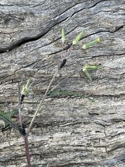 Senecio runcinifolius