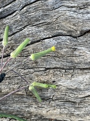 Senecio runcinifolius