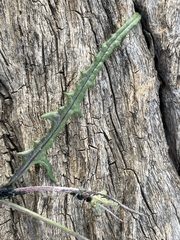 Senecio runcinifolius