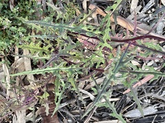 Senecio runcinifolius