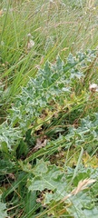 Cirsium spinosissimum