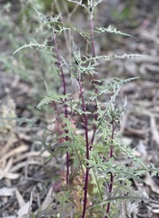 Senecio runcinifolius