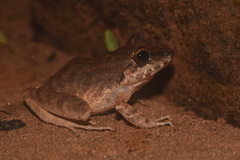 Pristimantis fenestratus
