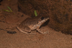Pristimantis fenestratus