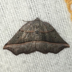 Metanema determinata