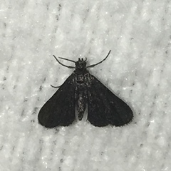 Elophila tinealis