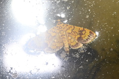 Portentomorpha xanthialis
