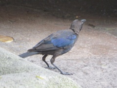 Quiscalus quiscula stonei