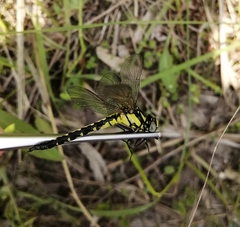 Trigomphus nigripes