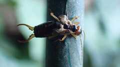 Forficula auricularia