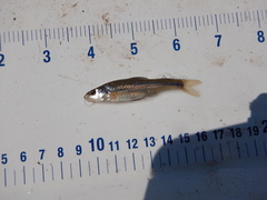 Notropis dorsalis