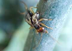 Forficula auricularia