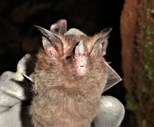 Southern Stripe-headed Round-eared Bat
