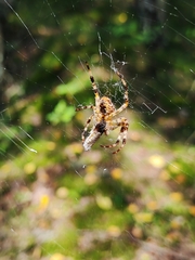 Araneus diadematus