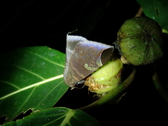 Pindara illibata