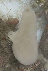 Phallusia mammillata