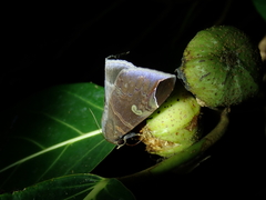 Pindara illibata