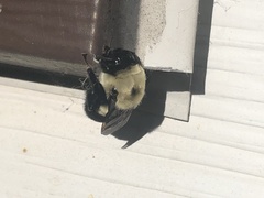 Bombus griseocollis