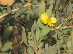 Dendromecon harfordii