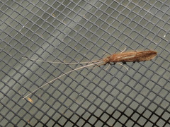 Leptocerus americanus