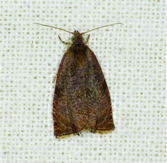 Olethreutes submissanum