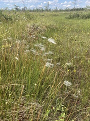 Trichophorum alpinum