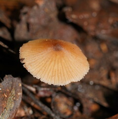 Entoloma aromaticum