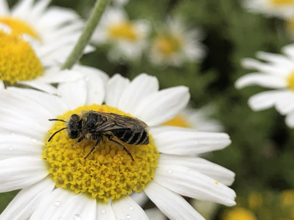 Bees from Claribel St, Liverpool, England, GB on July 25, 2022 at 0137 PM by domknower