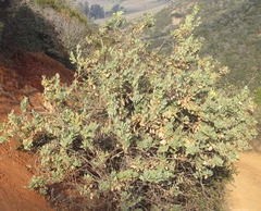 Dendromecon harfordii