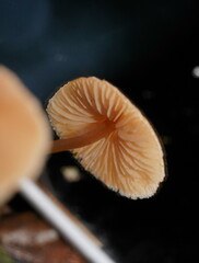 Entoloma aromaticum