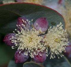 Eucalyptus mooreana