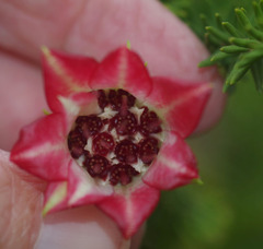 Darwinia oxylepis