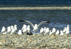 Larus dominicanus