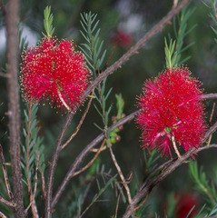Melaleuca fulgens