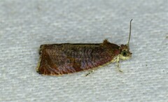 Olethreutes submissanum