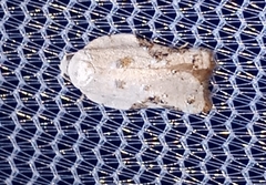 Acleris nivisellana