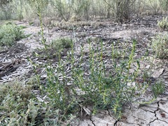 Sclerolaena muricata muricata
