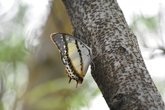 Polyura nepenthes