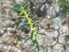 Sclerolaena muricata muricata