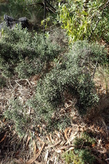 Ozothamnus scutellifolius