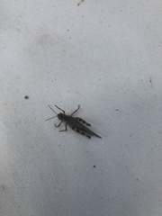 Melanoplus fasciatus