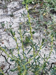 Sclerolaena muricata muricata